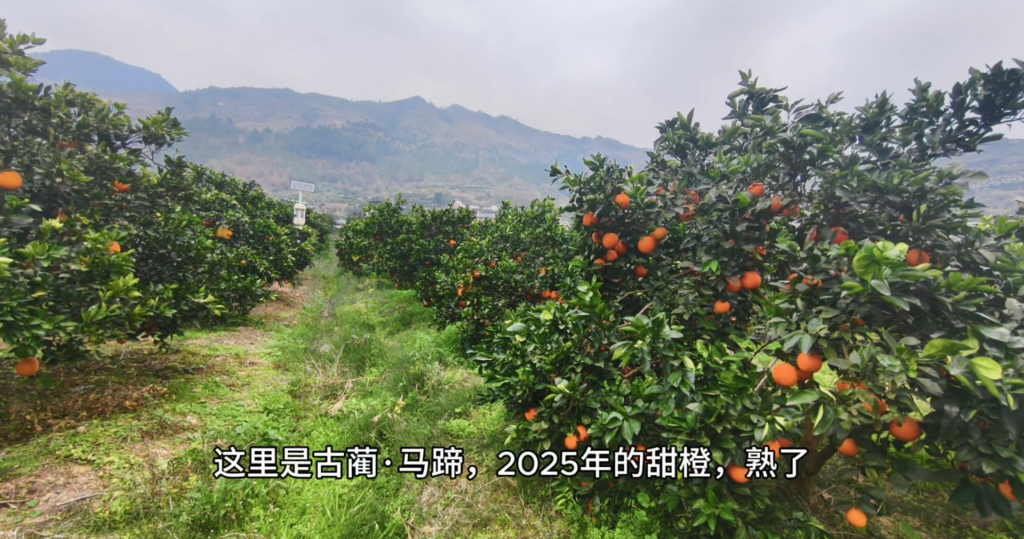 【视频】2025年蔺州甜橙采摘季回顾