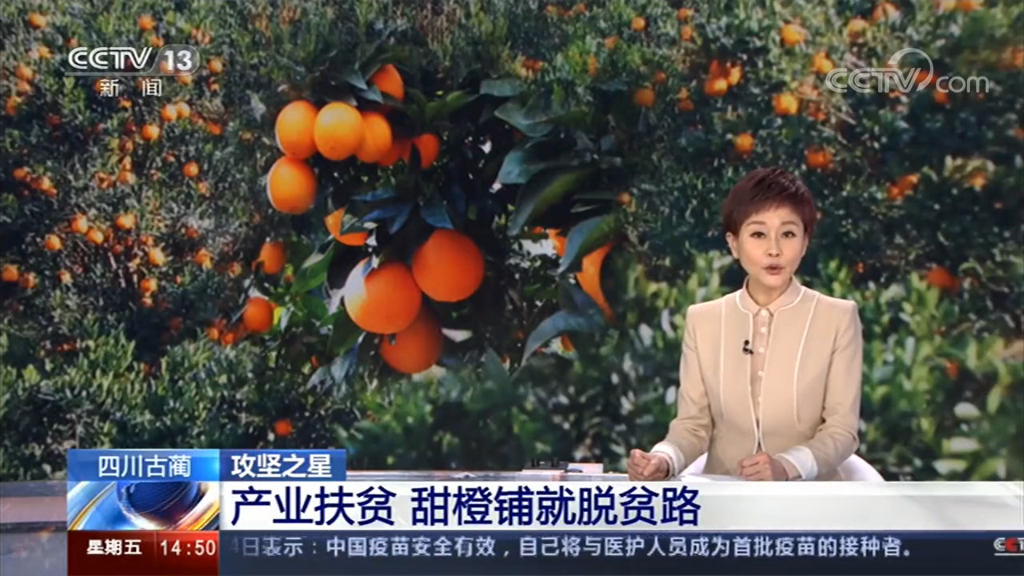 【回顾】：古蔺马蹄甜橙获中央电视台报道